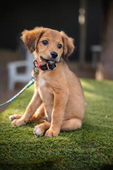 Oso -  Golden Retriever Dog for Adoption in Anacortes, Washington - Oso | PetCurious