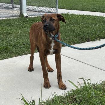 Trusty -  Shepherd and Mountain Cur Dog for Adoption in Nashville, Tennessee - Trusty | PetCurious
