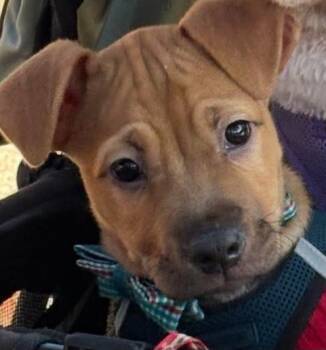 Rescue Boxer and Pit Bull Terrier Dogs for Adoption in New Bern, North Carolina - Oliver | PetCurious