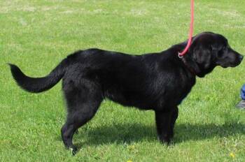 Labrador Retriever Dogs Available for Adoption in Heath, Ohio - Bandit (11874) | PetCurious
