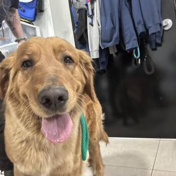 Golden Retriever Dogs Available for Adoption in Newark, New Jersey - Mya | PetCurious