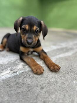 Labrador Retriever Dogs Available for Adoption - Anchovy | PetCurious