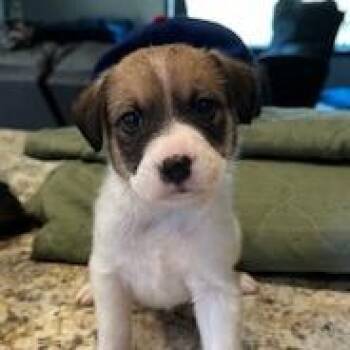 Mixed Breed Dogs Available for Adoption in Grinnell, Iowa - Galloway | PetCurious