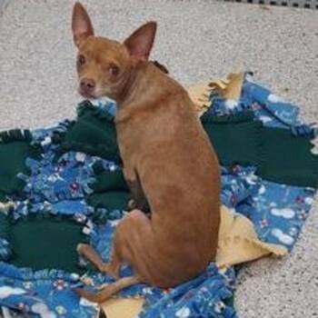 Chihuahua Dogs Available for Adoption in Lake Havasu City, Arizona - Chloe | PetCurious