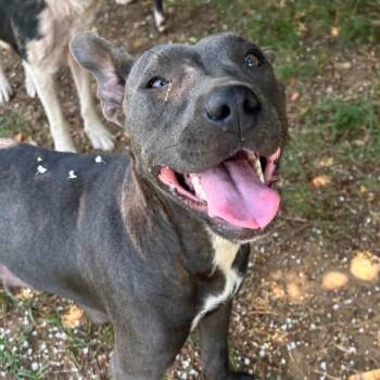 Foster Ursela -  Pit Bull Terrier Dog for Adoption in Oswego, Illinois - Foster Ursela | PetCurious