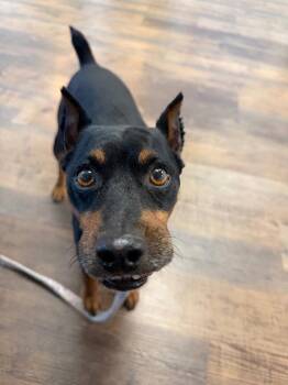 Miniature Pinscher and Terrier Dogs Available for Adoption in Ellijay, Georgia - Kaleo | PetCurious