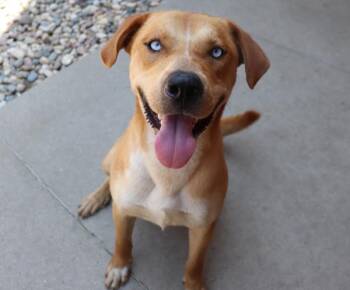 Bleu -  Siberian Husky and Labrador Retriever Dog for Adoption in Sioux City, Iowa - Bleu | PetCurious