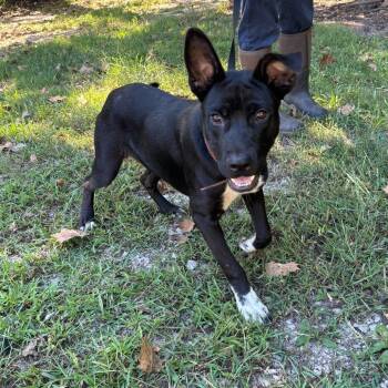 English -  Shepherd Dog for Adoption in Clanton, Alabama - English | PetCurious