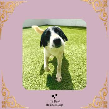 Domino -  Great Pyrenees and Mixed Breed Dog for Adoption in Cumberland, Rhode Island - Domino | PetCurious