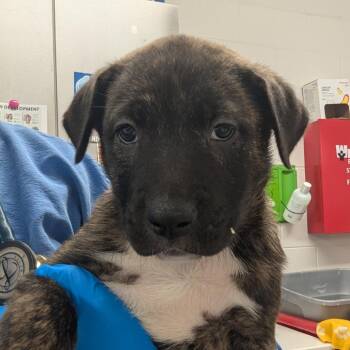Macaria -  Pit Bull Terrier and German Shepherd Dog Dog for Adoption in Indianapolis, Indiana - Macaria | PetCurious