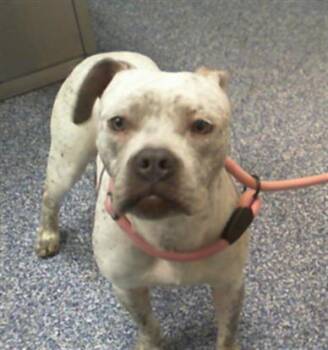 PARIS -  Pit Bull Terrier Dog for Adoption in Charlotte, North Carolina - PARIS | PetCurious