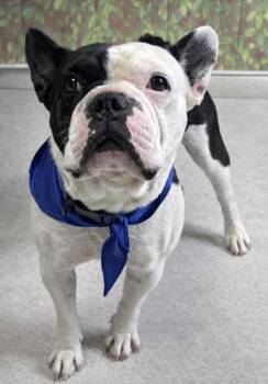 American Bulldog and Mixed Breed Dogs Available for Adoption in San Antonio, Texas - Shashimi | PetCurious