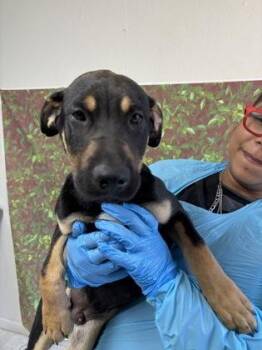 Labrador Retriever and Shepherd Dogs Available for Adoption in San Antonio, Texas - Paxton | PetCurious