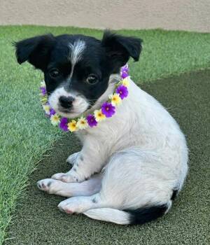 Beverly -  Pomeranian and Chihuahua Dog for Adoption in Newport Beach, California - Beverly | PetCurious
