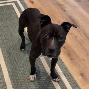 Pit Bull Terrier Dogs Available for Adoption in Brainerd, Minnesota - Nova | PetCurious