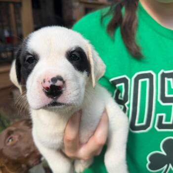 Crimson -  Pit Bull Terrier Dog for Adoption in Austin, Texas - Crimson | PetCurious