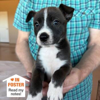 Ambrosius -  Pit Bull Terrier and Collie Dog for Adoption in Kanab, Utah - Ambrosius | PetCurious