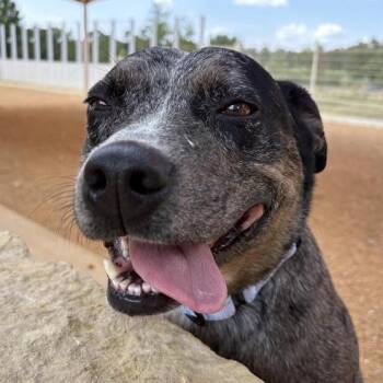 Deb -  Mixed Breed Dog for Adoption in Bentonville, Arkansas - Deb | PetCurious