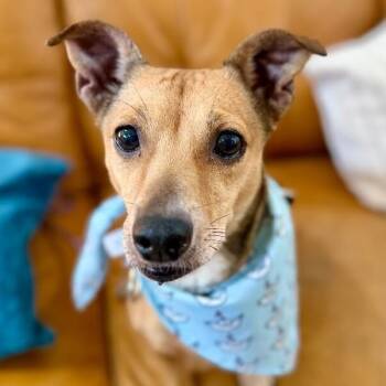 Shelly Lou WooHoo -  Chihuahua and Jack Russell Terrier Dog for Adoption in Friendswood, Texas - Shelly Lou WooHoo | PetCurious