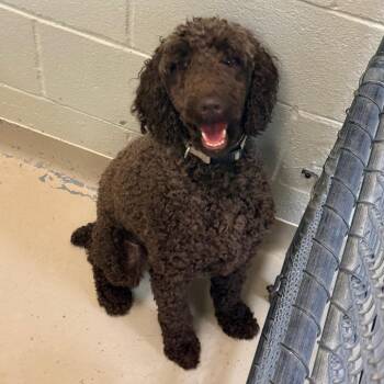 Buster -  Miniature Poodle Dog for Adoption in Indianapolis, Indiana - Buster | PetCurious