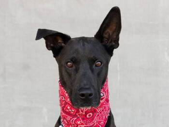 Rescue Mixed Breed Dogs for Adoption in Longmont, Colorado - Kal | PetCurious