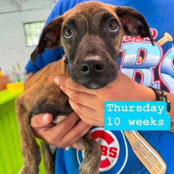 Thursday -  Poodle and Cane Corso Dog for Adoption in Tampa, Florida - Thursday | PetCurious