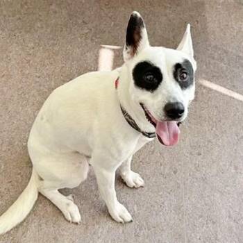 Bandit -  Siberian Husky and Pit Bull Terrier Dog for Adoption in Brentwood, Missouri - Bandit | PetCurious