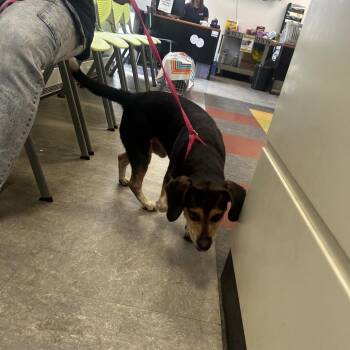 Snoopy -  Mixed Breed Dog for Adoption in Philadelphia, Pennsylvania - Snoopy | PetCurious