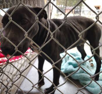 Rescue Pit Bull Terrier and Mixed Breed Dogs for Adoption in Saint Clairsville, Ohio - Jason | PetCurious