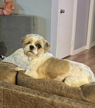 Rayna (Dolly) -  Shih Tzu Dog for Adoption in Texarkana, Texas - Rayna (Dolly) | PetCurious