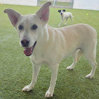 Rescue Canaan Dog Dogs for Adoption in Loxahatchee Groves, Florida - Edna 0961 | PetCurious