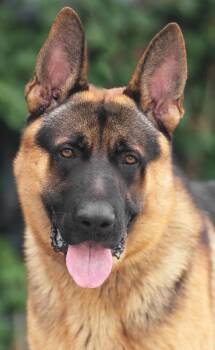 Rescue German Shepherd Dog Dogs for Adoption in Los Angeles, California - *Nash Von Neuffen | PetCurious