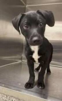 Jake -  Labrador Retriever and Mixed Breed Dog for Adoption in Kansas City, Missouri - Jake | PetCurious