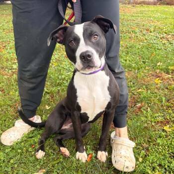 Coraline -  Pit Bull Terrier Dog for Adoption in Waterloo, Iowa - Coraline | PetCurious