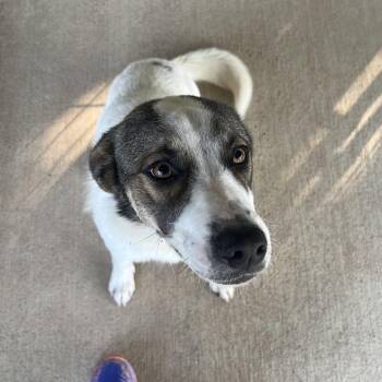 Kix -  Great Pyrenees and Mixed Breed Dog for Adoption in Waco, Texas - Kix | PetCurious