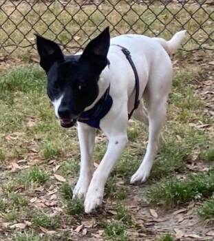 Pointer and Pit Bull Terrier Dogs Available for Adoption in Conway, South Carolina - Goober(HW+) | PetCurious