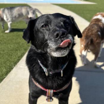 Black Labrador Retriever Dogs Available for Adoption in Mt. Juliet, Tennessee - Cooper | PetCurious