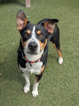 Entlebucher Dogs Available for Adoption in Sudbury, Massachusetts - Dallas | PetCurious