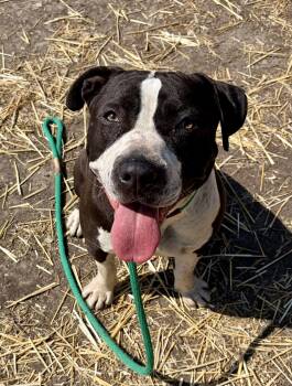 Pit Bull Terrier Dogs Available for Adoption in Chicago, Illinois - Faustina | PetCurious