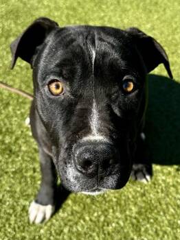 Mixed Breed Dogs Available for Adoption - Goliath Beetle | PetCurious