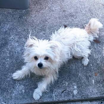 Maltipoo Dogs Available for Adoption in Plano, Texas - Maggie | PetCurious