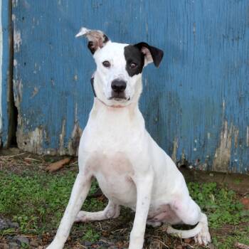 Rescue Hound Dogs for Adoption in Natchitoches, Louisiana - Spot S1 | PetCurious