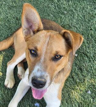 Fritz Friend -  Cattle Dog and Beagle Dog for Adoption in Andover, Massachusetts - Fritz Friend | PetCurious