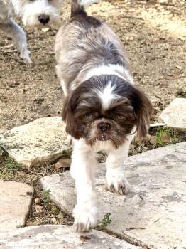 Oden- Oddie the blue-eyed lover boy -  Shih Poo Dog for Adoption in Lockhart, Texas - Oden- Oddie The Blue-eyed Lover Boy | PetCurious