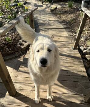 Great Pyrenees and Akbash Dogs Available for Adoption - Lucky | PetCurious