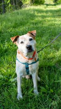 Australian Cattle Dog Blue Heeler Dogs Available for Adoption in Marshall, North Carolina - Flynn | PetCurious