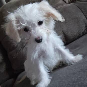 Marshmallow -  Terrier Dog for Adoption in Blacksburg, Virginia - Marshmallow | PetCurious