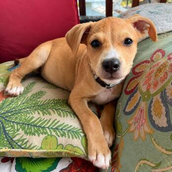 Snoopy -  Labrador Retriever and Beagle Dog for Adoption in Myrtle Beach, South Carolina - Snoopy | PetCurious