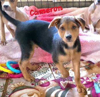 Kameron -  Beagle and Labrador Retriever Dog for Adoption in Watertown, Connecticut - Kameron | PetCurious