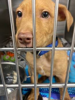 Rescue Terrier and Mixed Breed Dogs for Adoption in Saint Clairsville, Ohio - Cooper | PetCurious